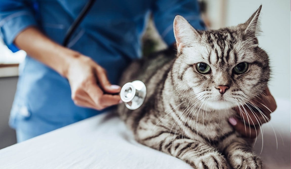 Kat undersøges af dyrlæge i Nibe